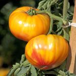 Tomato: Buffalosun F1
