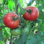Tomato: Damsel F1