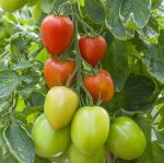 Tomato: Sahel F1
