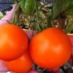 Tomato: Caro Rich plug plant