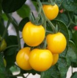 Tomato: Golden Crown plug plant