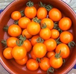 Tomato: Bottondoro F1 plug plant