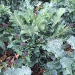 Sprouting Broccoli: Purple Heart F1 seeds