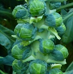 Brussels Sprouts: Brodie F1