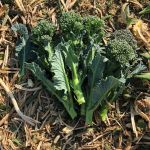 Calabrese: Delstem Kale