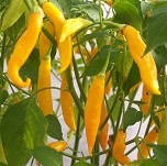 Chilli Pepper: Madre Vieja (Old Mother)