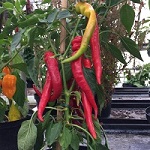Chilli Pepper: Firestick
