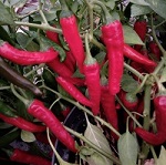 Chilli Pepper: Cayennetta