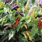 Chilli Pepper: Jazz