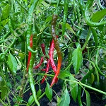 Chilli Pepper: Vindaloo