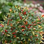 Chilli Pepper: Basket of Fire