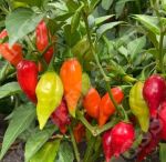 Chilli Pepper: Raging Bull