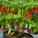 Chilli Pepper: Julio F1 seeds