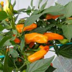 Chilli Pepper: Cheyenne F1 seeds