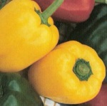 Sweet Pepper: Asti Gialli  plug plant