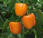 Sweet Pepper: Delirio F1 seeds