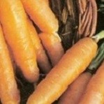 Carrot: Amsterdam Forcing