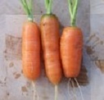 Carrot: Early Nantes