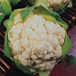 Cauliflower: Igloo