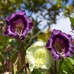 Cobaea: Scandens Purple