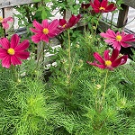 Cosmos: Red Shades