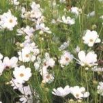 Cosmos: Purity