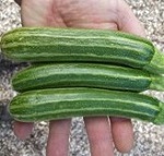 Courgette Seeds