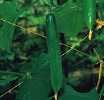 Cucumber: Burpless Tasty Green F1 plug plant