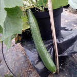 Cucumber: Euphya F1 plug plant
