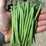 Dwarf Fench Bean; Faraday seeds