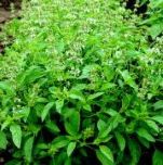 Lemon Balm