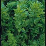 Lovage