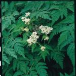 Sweet Cicely