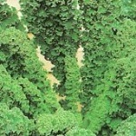 Kale: Dwarf Green Curled