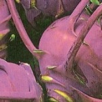 Kohl Rabi: Delicacy Purple