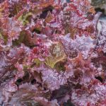 Lettuce: Red Velvet seeds