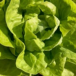 Lettuce: Analena