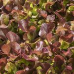 Lettuce: Dubared seeds