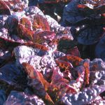 Lettuce: Red Gem seeds