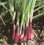 Spring Onion: North Holland Blood Red Redmate
