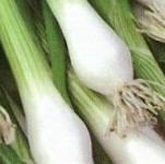 Spring Onion: White Lisbon Hardy