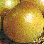 Onion: Rijnsburger