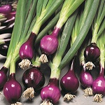 Spring Onion: Lilia