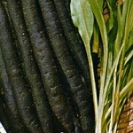 Scorzonera Seeds