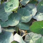 Nasturtium: Blue Pepe