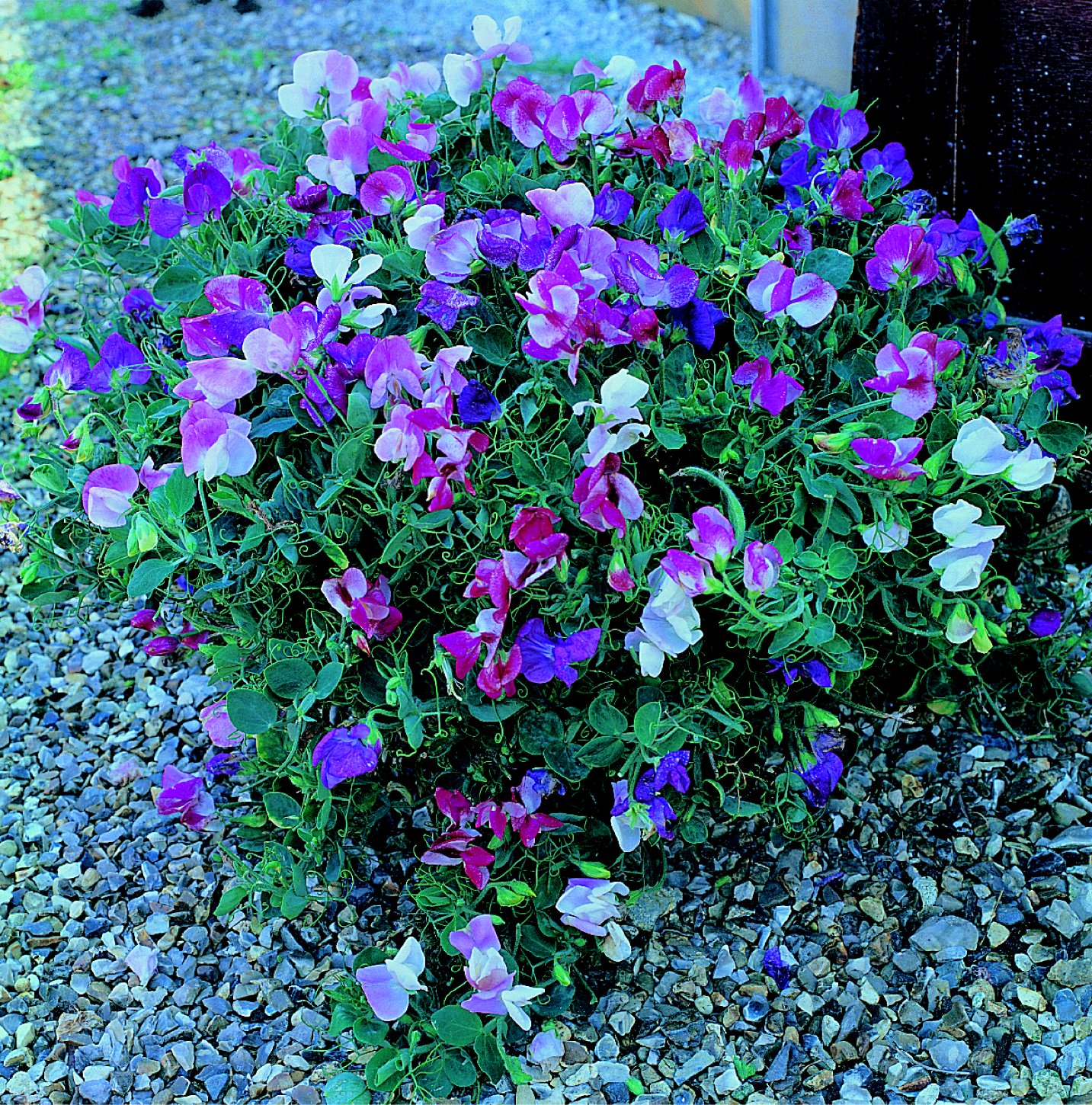 Sweet Pea: Cupid Mix
