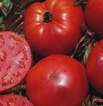 Tomato plug plants