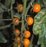 Yellow and Orange Tomato plug plant