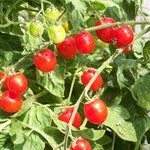 Tomato: Apero F1 plug plant