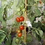 Tomato: Bloody Butcher plug plant